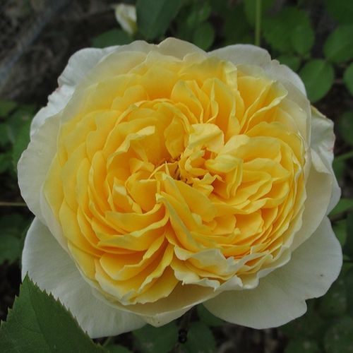 Vendita, rose rose inglesi - giallo - Rosa Charlotte - rosa dal profumo discreto - David Austin - ,-